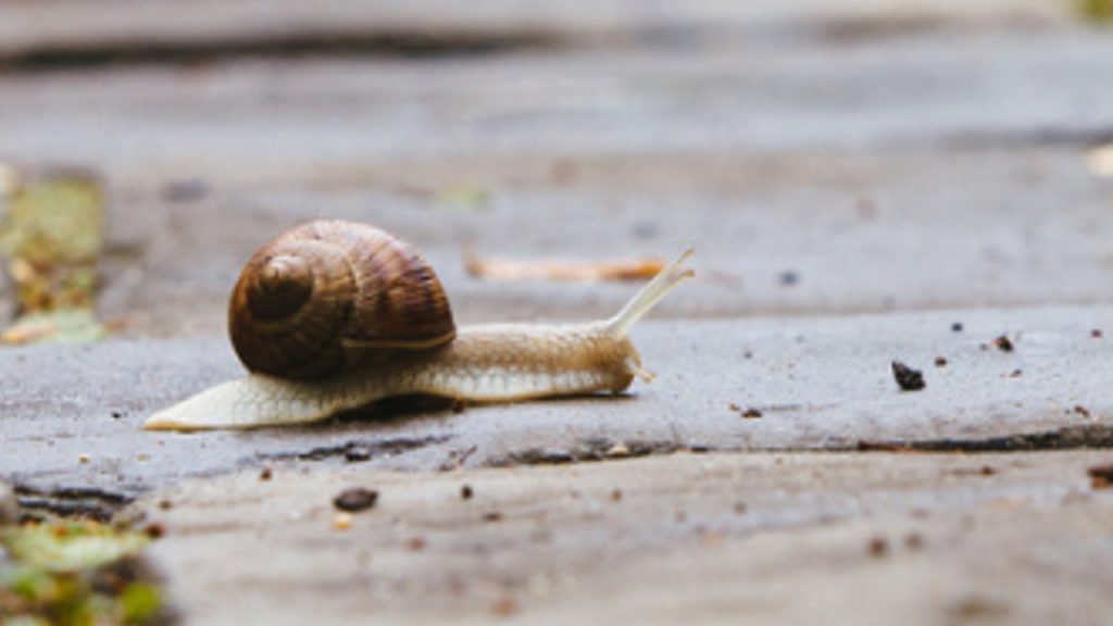 “Supercola” biológica é desenvolvida em Harvard