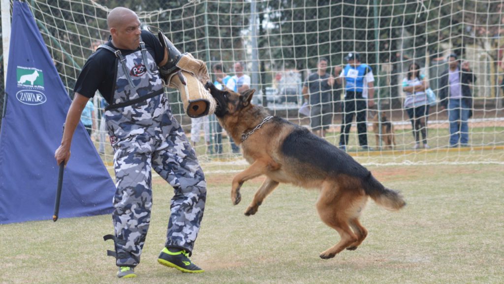 Campina Grande será a capital brasileira do Pastor Alemão