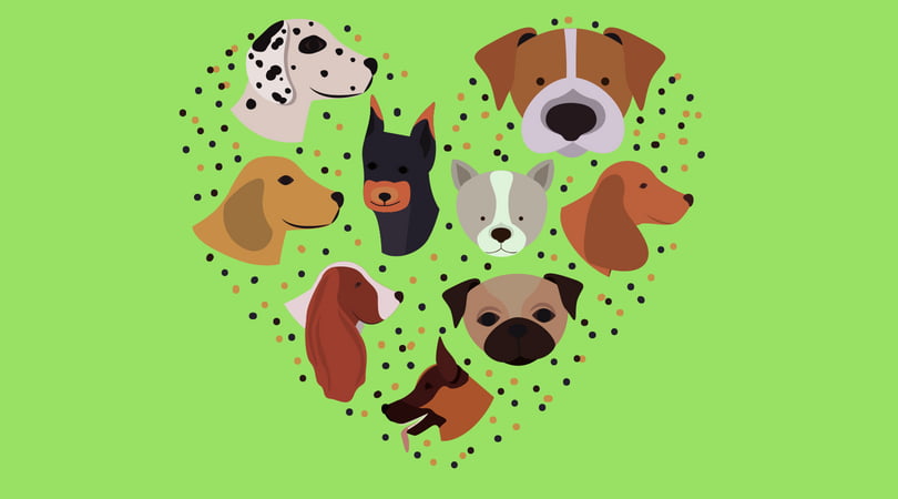 Centro de Zoonoses realiza feira de adoção de animais