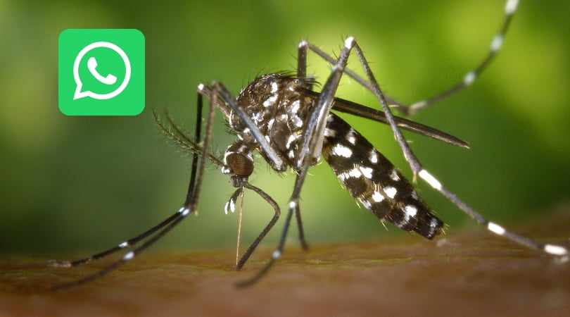 Denguezapp soluciona 95% das denúncias de focos do Aedes aegypti