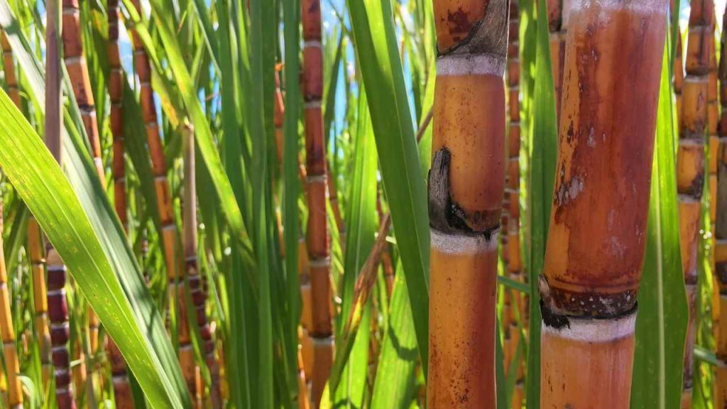 Chuvas na Paraíba devem garantir maior moagem de cana e produção do Etanol