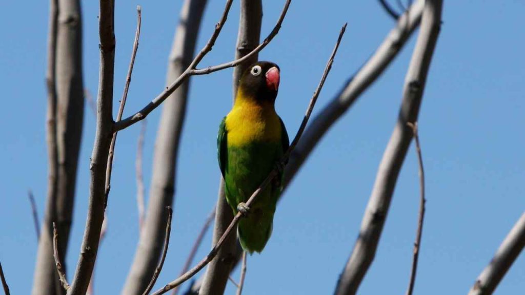 Cidadão pode pagar até R$ 5 mil por ave silvestre mantida em casa