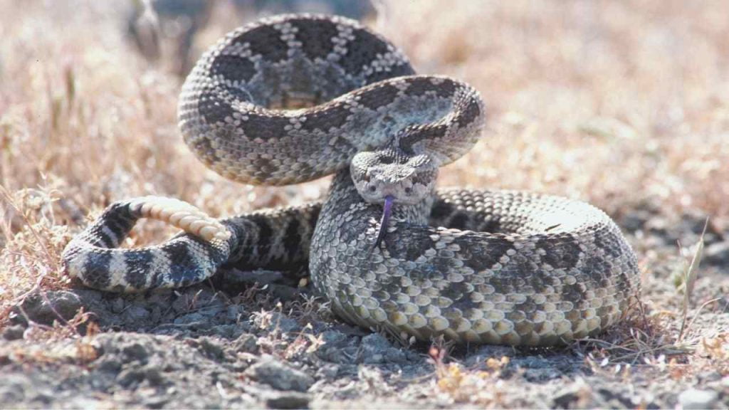 Número de pacientes vítimas de picadas de cobras cresceu no Trauma de CG