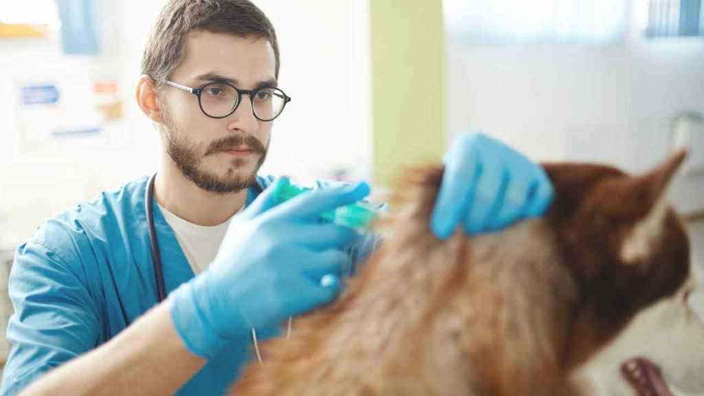 Vacinação contra raiva segue sendo feita em Campina Grande