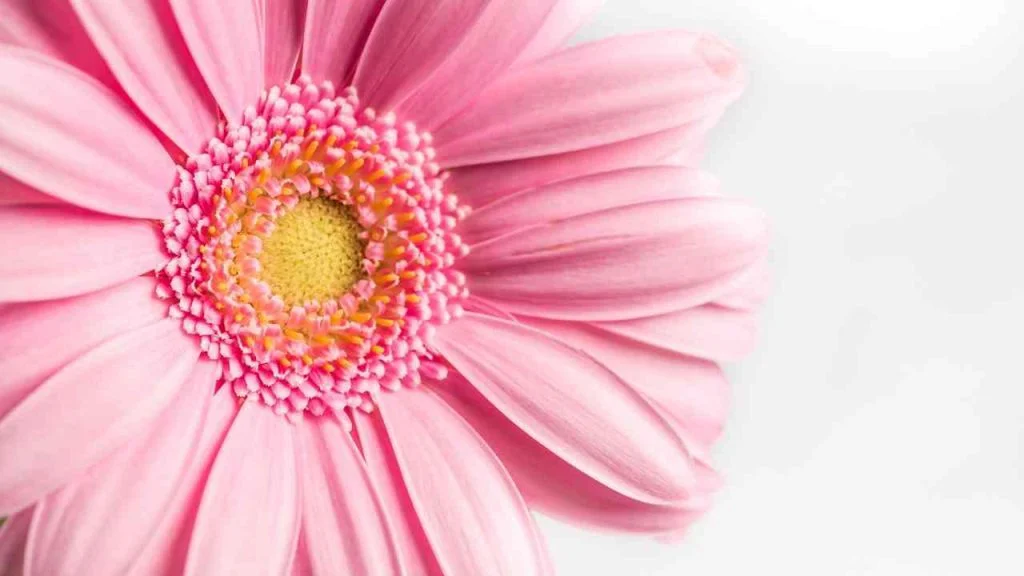 Consumidor deve pesquisar na hora de comprar flores e velas para o Dia de Finados