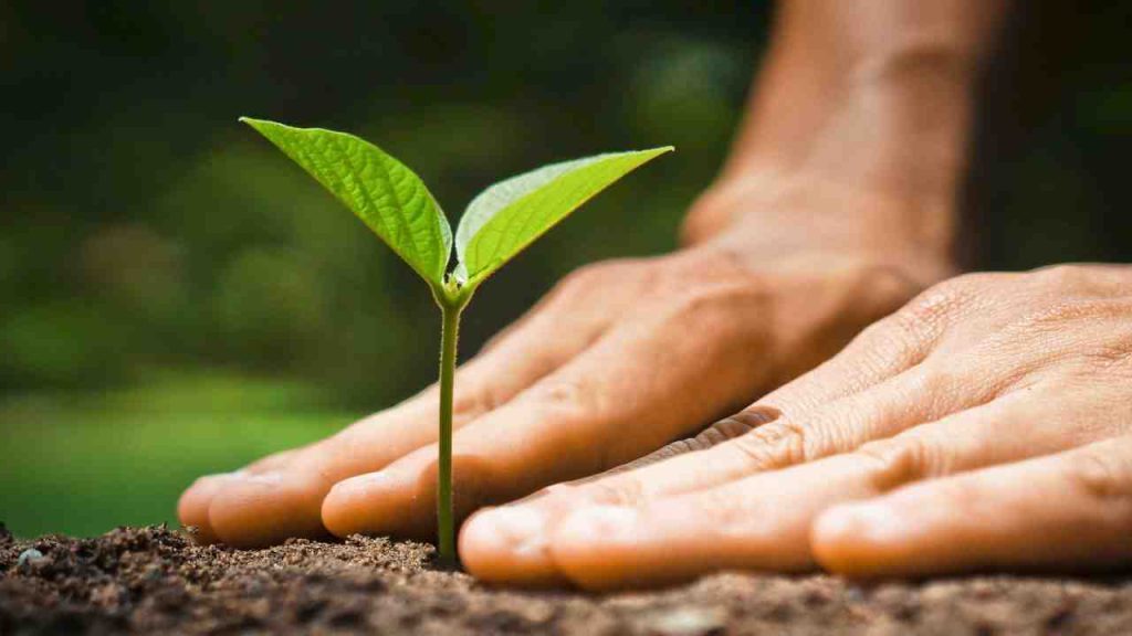 3.299 espécies de animais e plantas correm risco de extinção no Brasil