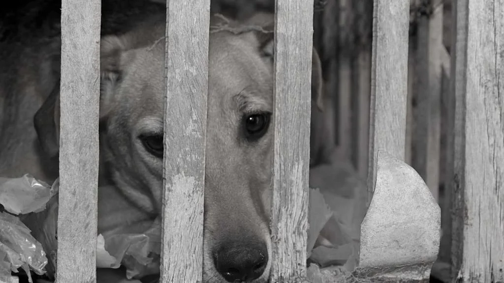 Campanha alerta para o abandono e maus-tratos aos animais