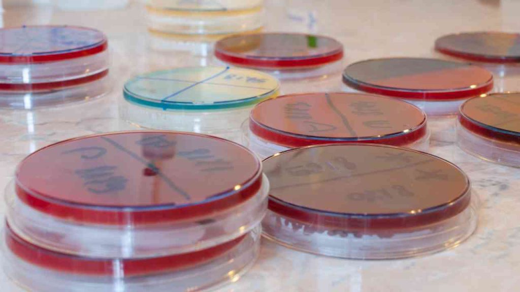 Superfungo encontrado em cateter não contaminou paciente