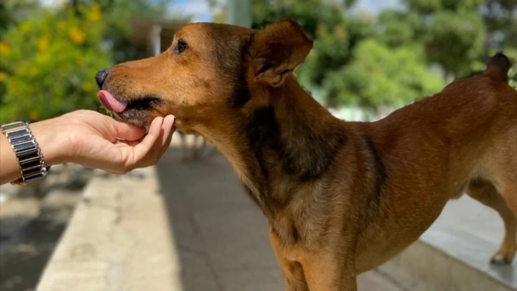 Centro de Zoonoses promove feira de adoção de animais neste sábado (2)