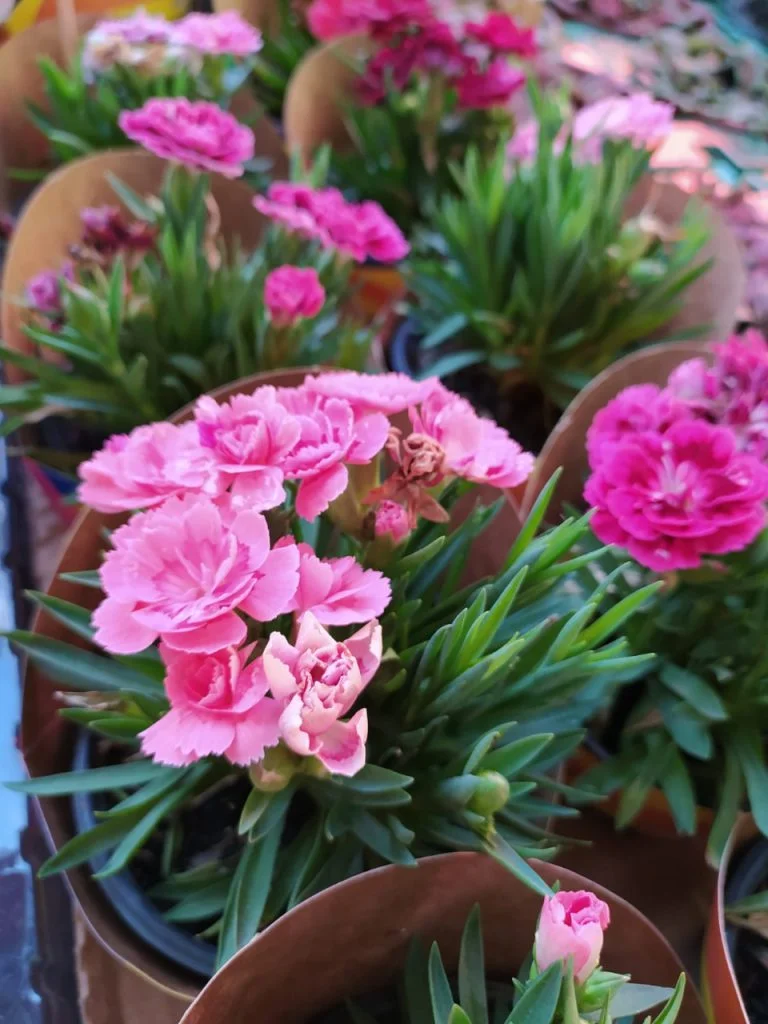 14ª Edição da Feira Flores de Holambra chega a Campina Grande