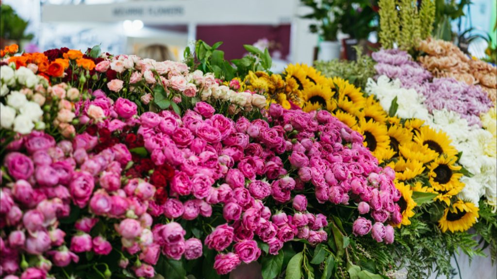 IV Festival das Flores acontece neste fim de semana em Areia
