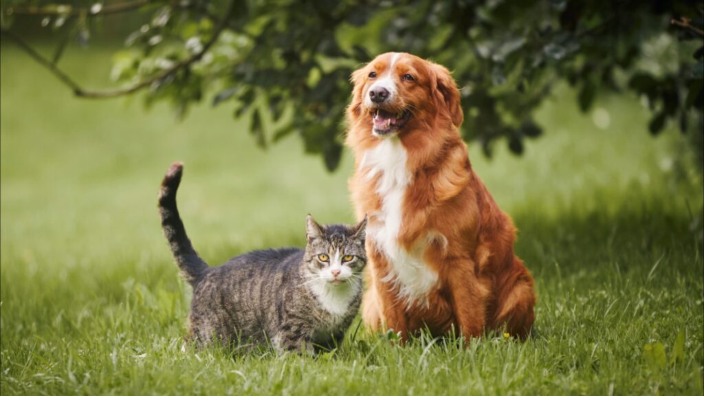 Centro de Zoonoses amplia horário de atendimento para as consultas clínicas veterinárias