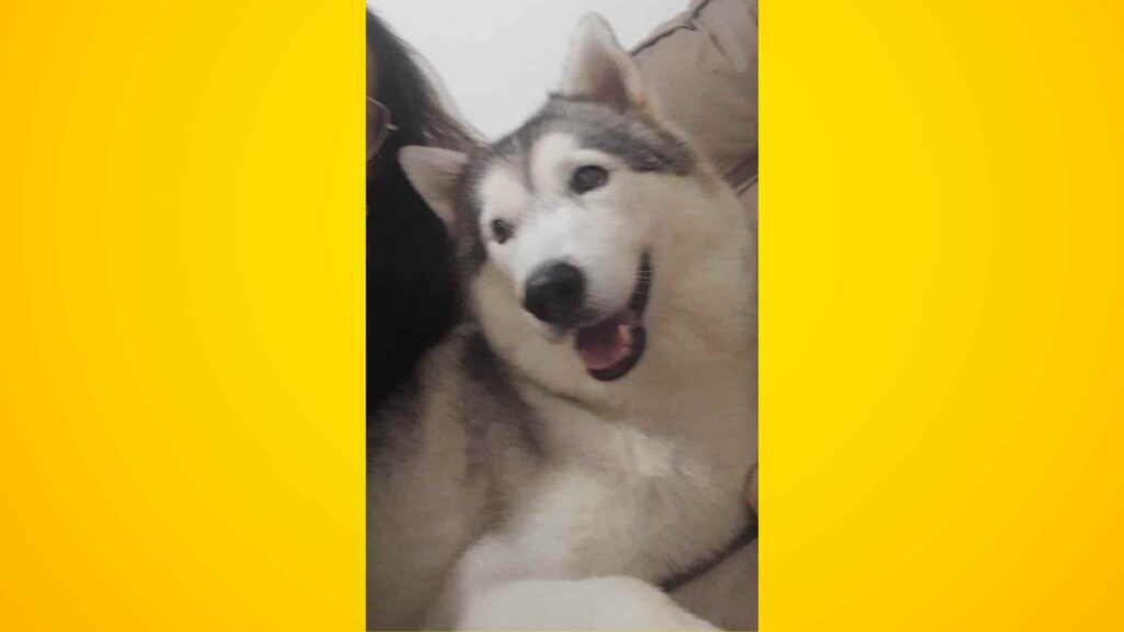 PROCURA-SE: Ouvinte pede ajuda para encontrar cadela, que sumiu no Alto Brando